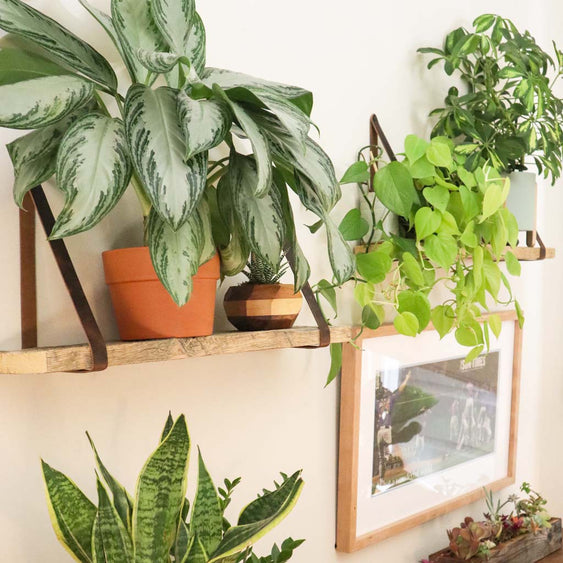 Reclaimed Wood Shelves with Leather Straps